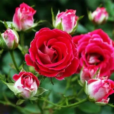 Роза ШОНЕ КОБЛЕНЦЕРИН флорибунда в Колодищи