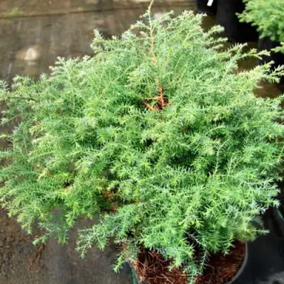 Кипарисовик СКВАРРОЗА горохоплодный в Колодищи