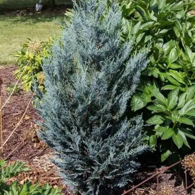 Кипарисовик ДАРТС БЛЮ РИББОН лавсона в Колодищи