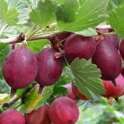 Крыжовник ХИННОМАКИ РОТ в Колодищи