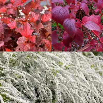 Комплект ЖИВАЯ ИЗГОРОДЬ в Колодищи