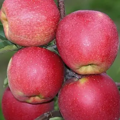 Яблоня ЧЕМПИОН в Колодищи