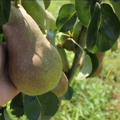 Груша БРЯНСКАЯ КРАСАВИЦА в Колодищи