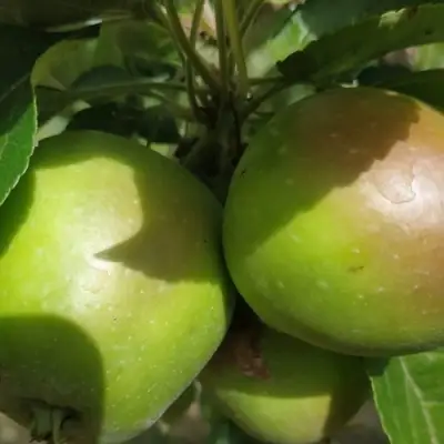 Яблоня ПАМЯТЬ СИКОРЫ в Колодищи