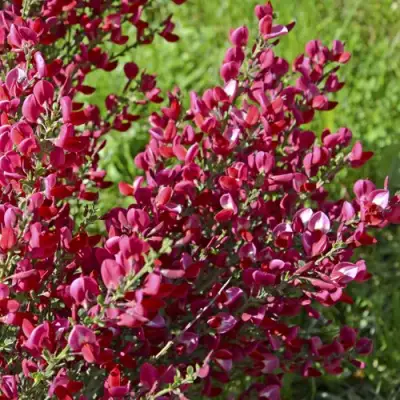 Ракитник БОСКОП РУБИ  в Колодищи