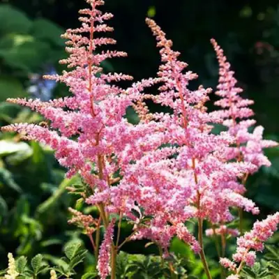 Астильба ЭДЕНС ОДИССЕЙ Арендса в Колодищи