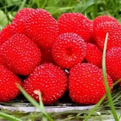 Малина ТИБЕТСКАЯ (РОЗОЛИСТНАЯ) в Колодищи