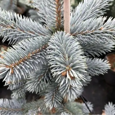 Ель РОЯЛ БЛЮ колючая  в Колодищи