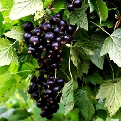 Смородина чёрная БЕЛОРУССКАЯ СЛАДКАЯ в Колодищи