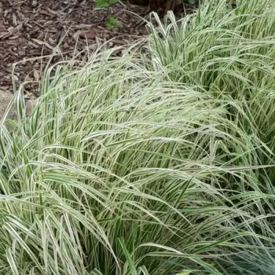 Вейник ОВЕРДАМ остроцветковый в Колодищи