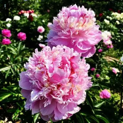 Пион ЛАВОН травянистый в Колодищи