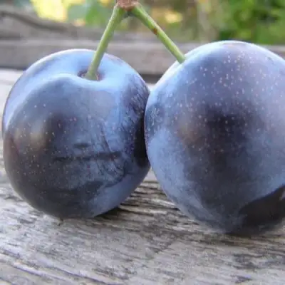 Слива БЛЮФРИ в Колодищи