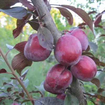 Слива ЛАМА в Колодищи