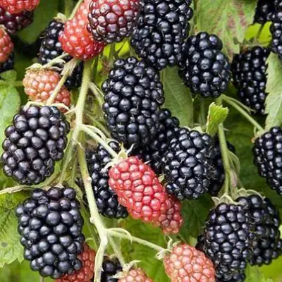 Ежевика НАВАХО бесшипная  в Колодищи