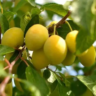 Слива ОЧАКОВСКАЯ ЖЕЛТАЯ в Колодищи