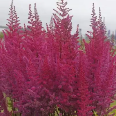 Астильба МАЙТИ ЧОКОЛАТ ЧЕРРИ китайская в Колодищи