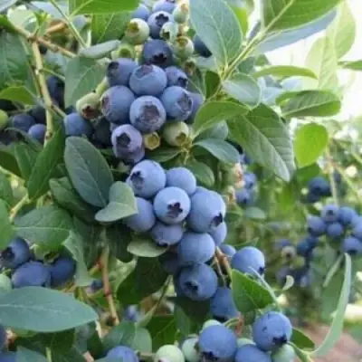 Голубика ЭЛЛИОТ в Колодищи