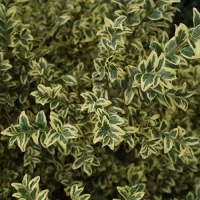 Самшит АУРЕАВАРИЕГАТА в Колодищи