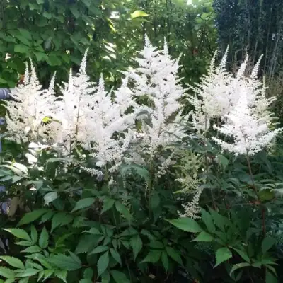 Астильба БРАУТШЛЕЙЕР Арендса в Колодищи