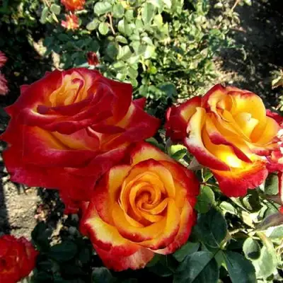 Роза ХАЙ МЭДЖИК чайно-гибридная в Колодищи