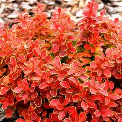 Барбарис КОРАЛ тунберга в Колодищи