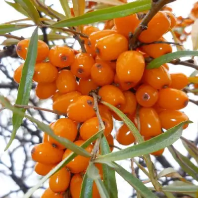 Облепиха КОСТЕР в Колодищи