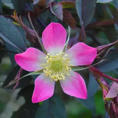 Роза сизая в Колодищи