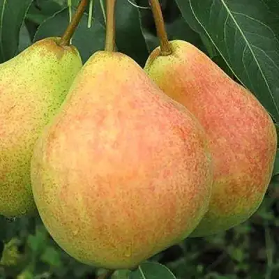 Груша ЛЮБИМИЦА ЯКОВЛЕВА в Колодищи