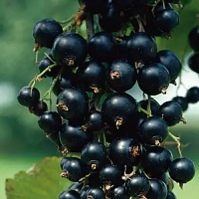 Смородина чёрная ВЕЛОЙ (ЛЕНИНГРАДСКАЯ СЛАДКАЯ) в Колодищи