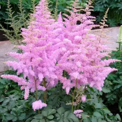 Астильба ГИАЦИНТ Арендса в Колодищи