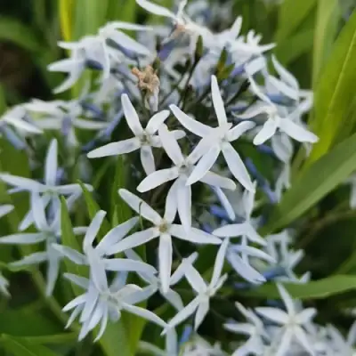 Амсония иволистная в Колодищи