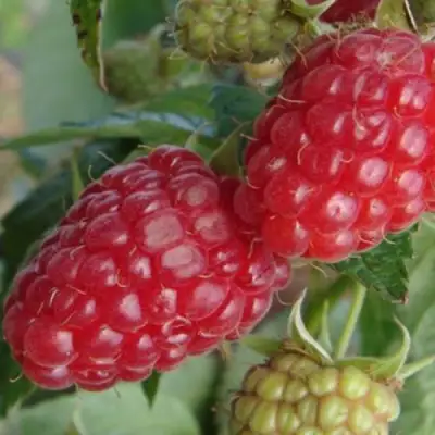 Малина РАДЗИЕВА в Колодищи