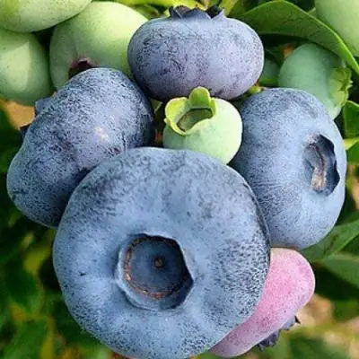 Голубика ПАТРИОТ в Колодищи