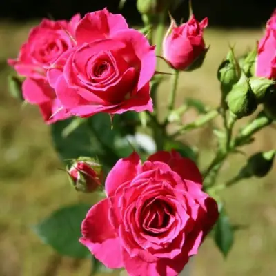 Роза ЛАВЛИ ЛИДИЯ спрей в Колодищи