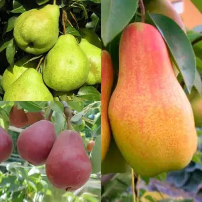 Комплект ГРУШЕВОЕ АССОРТИ в Колодищи