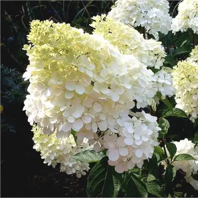 Гортензия ДИАМАНТИНО метельчатая в Колодищи