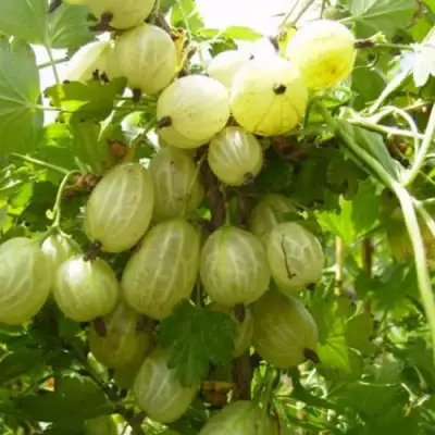 Крыжовник ИНВИКТА в Колодищи