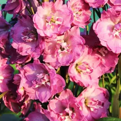 Дельфиниум ДЕЛЬФИС ПИНК ПАУЭ высокий в Колодищи