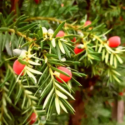 Тис ДАВИД ягодный в Колодищи