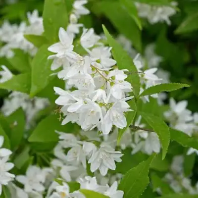 Дейция шершавая в Колодищи