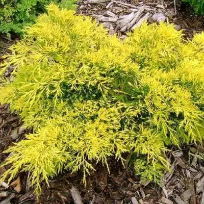 Можжевельник КИНГ ОФ СПРИНГ средний в Колодищи