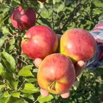 Яблоня ПОСПЕХ в Колодищи