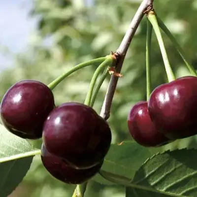 Дюк КСЕНИЯ (ЧЕРЕВИШНЯ) в Колодищи