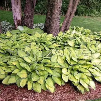 Хоста ГОЛД СТАНДАРТ Форчуна в Колодищи