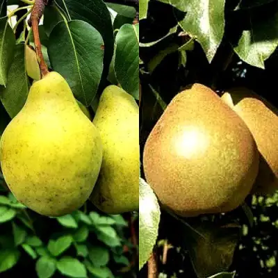 Комплект ДУЭТ в Колодищи