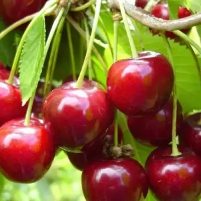 Вишня ХАРИТОНОВСКАЯ в Колодищи