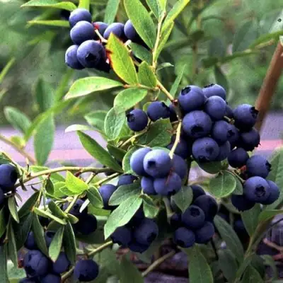 Голубика ДЖЕРСИ в Колодищи