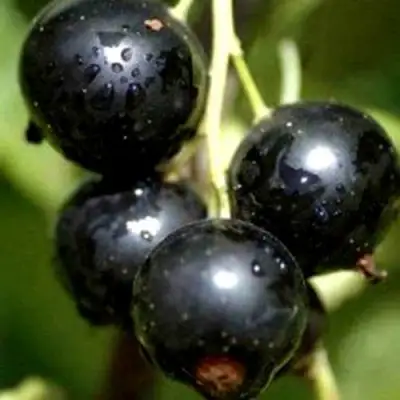 Смородина чёрная ВИНОГРАДНАЯ в Колодищи