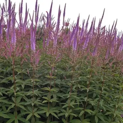 Вероникаструм ФАСЦИНЕЙШН в Колодищи