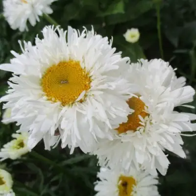 Нивяник КРЕЙЗИ ДЕЙЗИ наибольший в Колодищи